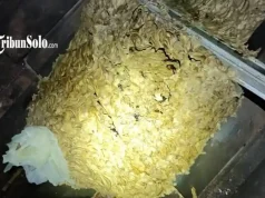 Penampakan Sarang Tawon Jumbo di Boyolali, Berukuran Dua Kali Helm Orang Dewasa