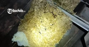 Penampakan Sarang Tawon Jumbo di Boyolali, Berukuran Dua Kali Helm Orang Dewasa