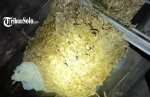 Penampakan Sarang Tawon Jumbo di Boyolali, Berukuran Dua Kali Helm Orang Dewasa
